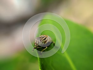 Eristalinus aeneus is a species of hoverfly.insect micro and macro image of insect in indian village garden insect imageÃÂ  photo